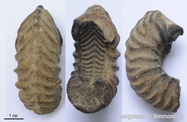 аммониты, юра, Goliathiceras, Vertumniceras, Ammonites, Vertumniceras mariae, Владимир, Jurassic
