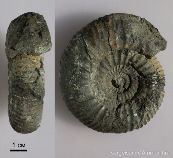 юра, Dorsoplanites, Dorsoplanites panderi, Jurassic