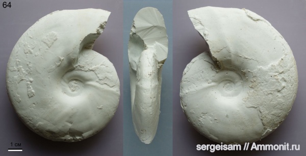 мел, альб, Hoplitidae, Anadesmoceras, Anadesmoceras strangulatum, Albian, Cretaceous