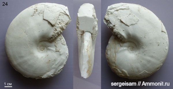 мел, альб, Hoplitidae, Anadesmoceras, Anadesmoceras strangulatum, Albian, Cretaceous
