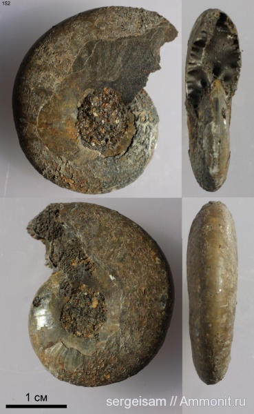 мел, альб, Hoplitidae, Anadesmoceras, Anadesmoceras strangulatum, Albian