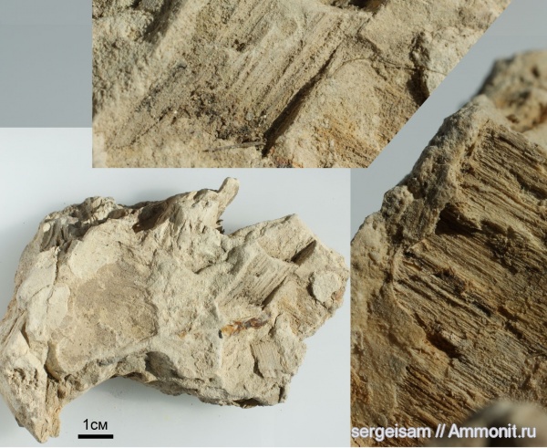 ордовик, р. Волхов, Ordovician