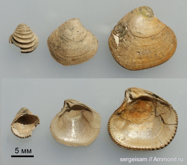 юра, оксфорд, Astarte, Astarte cordata, Болгары, Trautscholdia, Pressastarte trembiazensis, Oxfordian, Jurassic