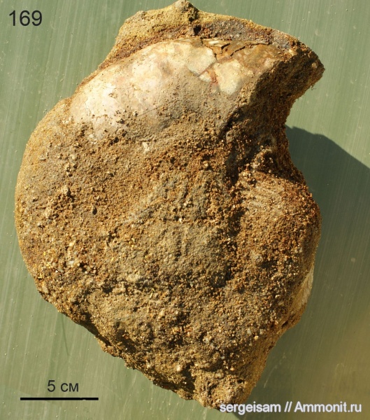 альб, Anadesmoceras, Albian