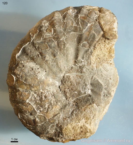 мел, Arcthoplites, альб, Hoplitidae, Albian, Cretaceous