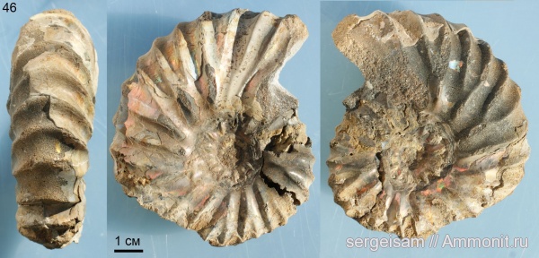 мел, Arcthoplites, альб, Hoplitidae, Павловское, Albian, Cretaceous, Arcthoplites efremovae