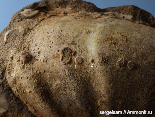 мел, Arcthoplites, Павловское, conellae, Cretaceous