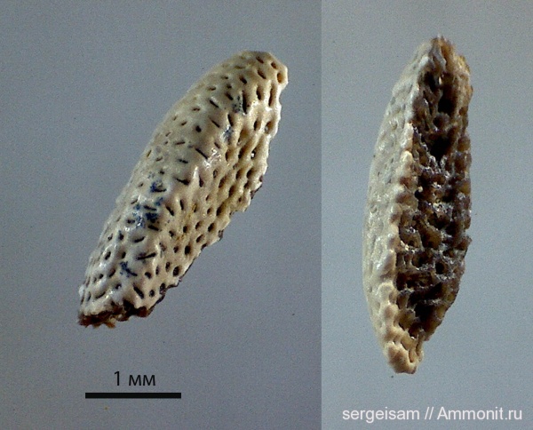 хрящевые рыбы