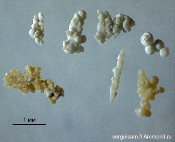 фораминиферы