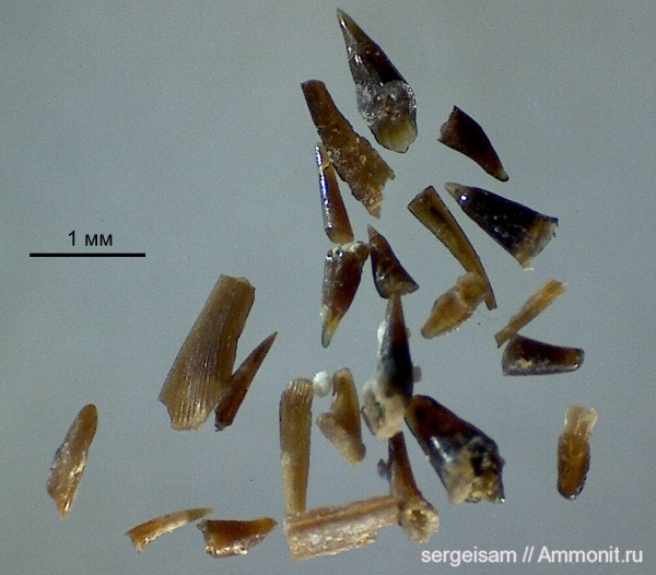 зубы рыб, Paleonisciformes, fish teeth, палеониски