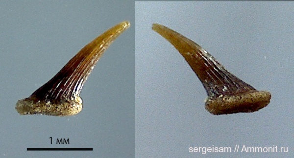 зубы рыб, fish teeth