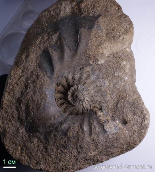 альб, Hoplitidae, Freboldiceras, Овчухи