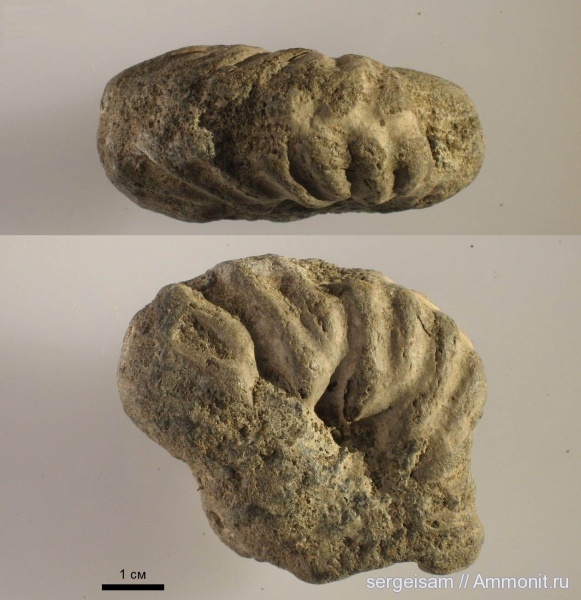 мел, нижний альб, Hoplitidae, Otohoplites