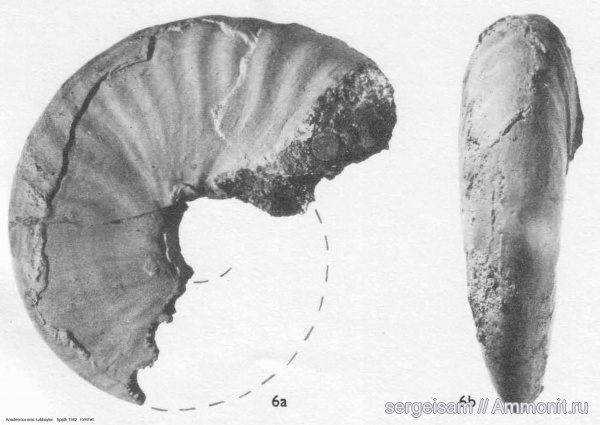 мел, альб, Hoplitidae, Anadesmoceras, Anadesmoceras subbaylei