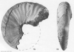 Anadesmoceras subbaylei Spath 1942