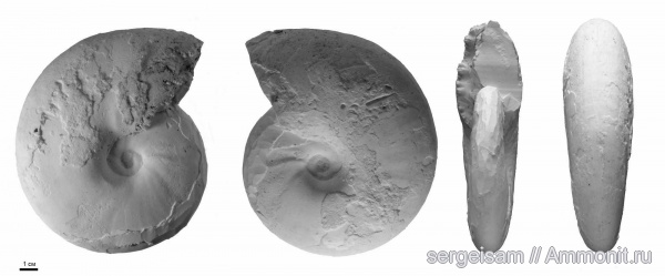 мел, альб, Hoplitidae, Anadesmoceras, Anadesmoceras strangulatum, Albian