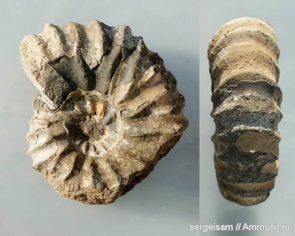 мел, Arcthoplites, альб, Hoplitidae, Arcthoplites yachromensis