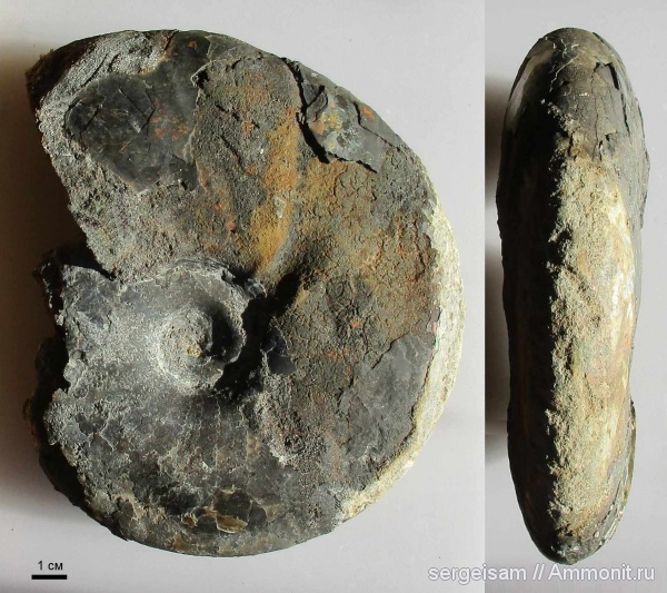 мел, альб, Hoplitidae, Anadesmoceras, Anadesmoceras strangulatum