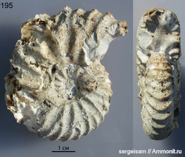 мел, Arcthoplites, альб, Hoplitidae, Arcthoplites gerassimovi