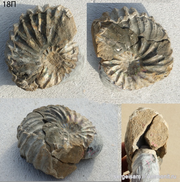 Arcthoplites, Arcthoplites arcticus