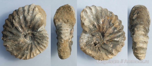 Arcthoplites, Arcthoplites arcticus