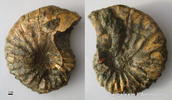 мел, альб, Arcthoplites bogoslowskyi