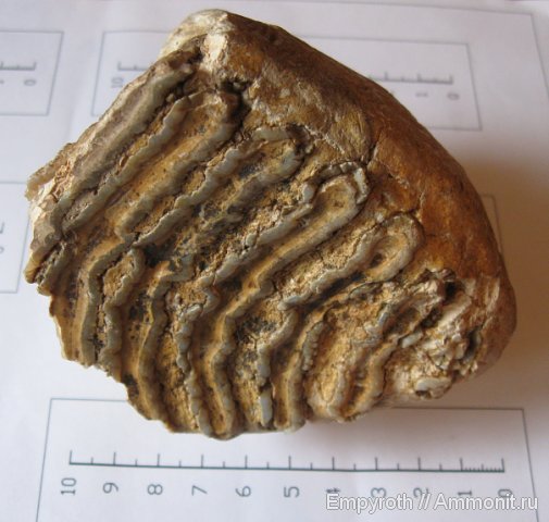 млекопитающие, зубы мамонтов, хоботные, Крым