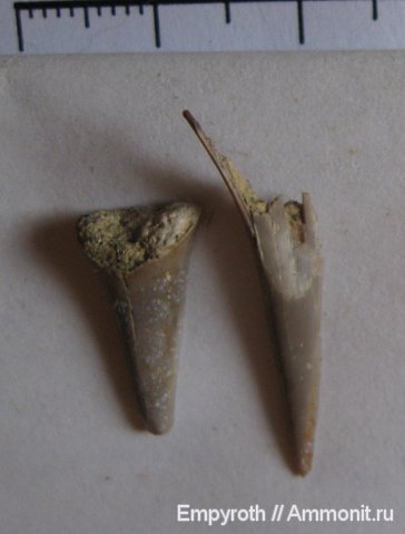 рыбы, зубы, Крым, зубы акул, fish, teeth, shark teeth