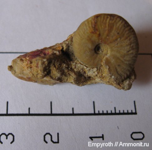 аммониты, Крым, готерив, Ammonites, Pseudohaploceras, Hauterivian