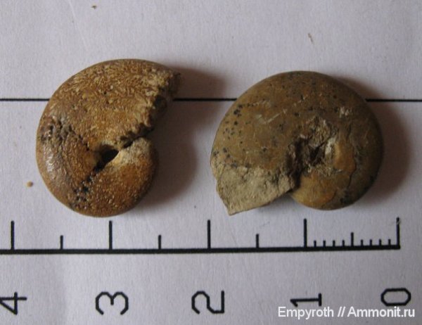 аммониты, Крым, Ammonites