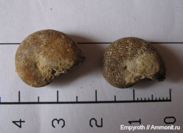 аммониты, Крым, Ammonites