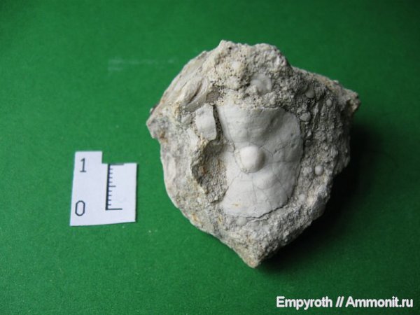 Простейшие Крым