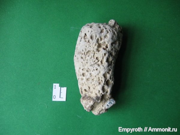 губки, Крым