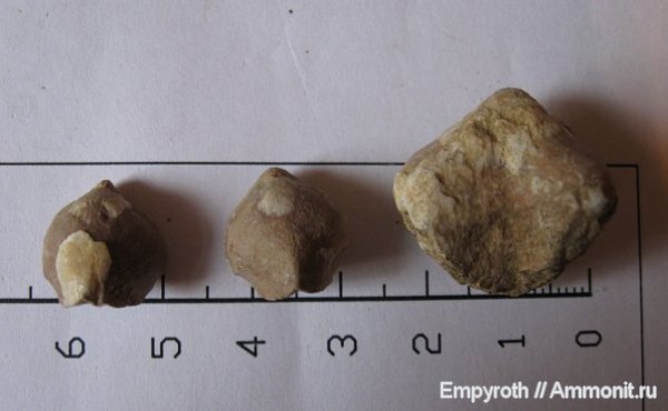 брахиоподы, Крым, баррем, нижний баррем, Rhynchonellida, Lacunosella, Lacunosella moutoniana