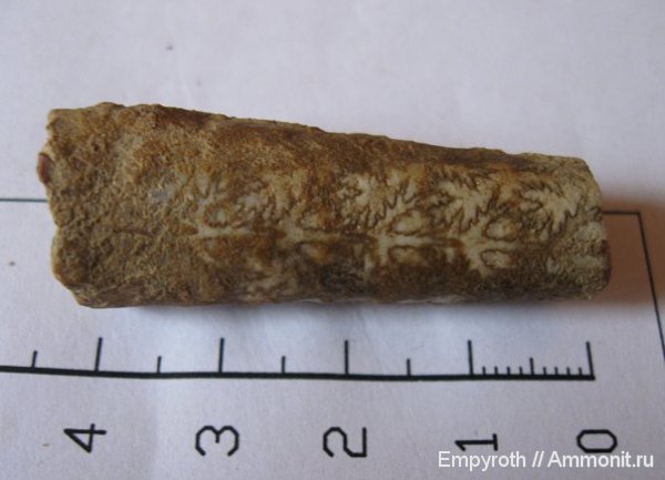 аммониты, гетероморфные аммониты, Крым, Ammonites, heteromorph ammonites