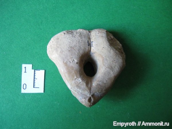 брахиоподы, Крым, Pygope janitor, Terebratulida, Pygope