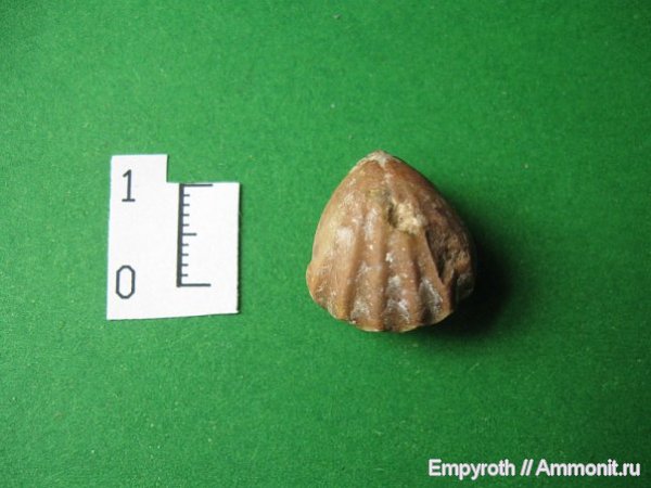 брахиоподы, Крым