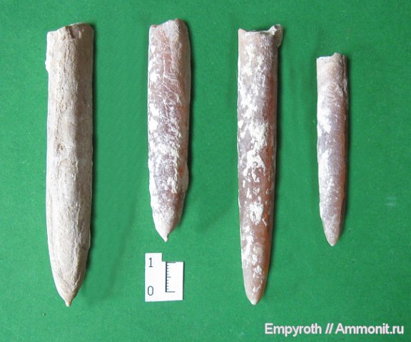 белемниты, головоногие моллюски, Крым, Belemnitella langei, Belemnitella, belemnites