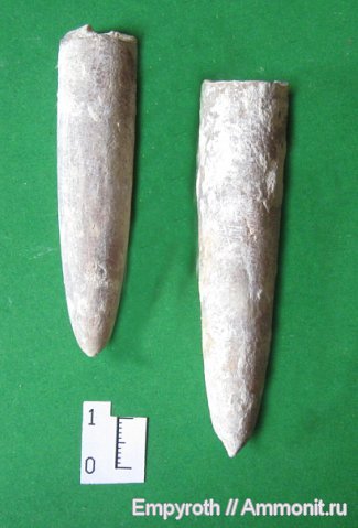 белемниты, головоногие моллюски, Крым, Belemnitella mucronata, Belemnitella, belemnites