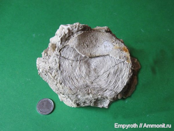 простейшие, Крым, Nummulites, нуммулиты