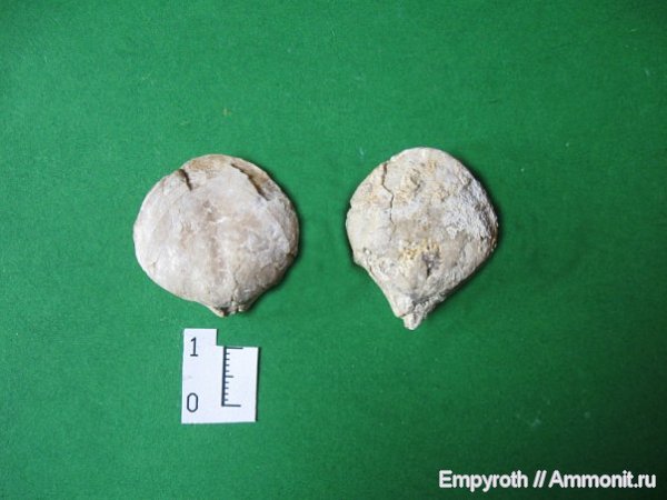 брахиоподы, Крым, Terebratulida, Rectithyris