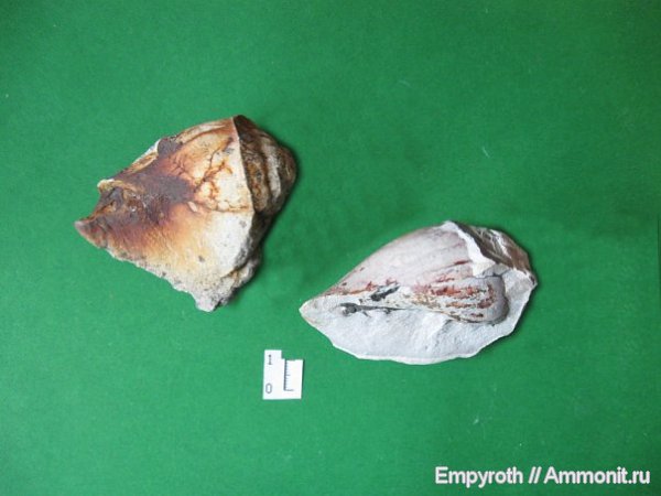 гастроподы, Крым