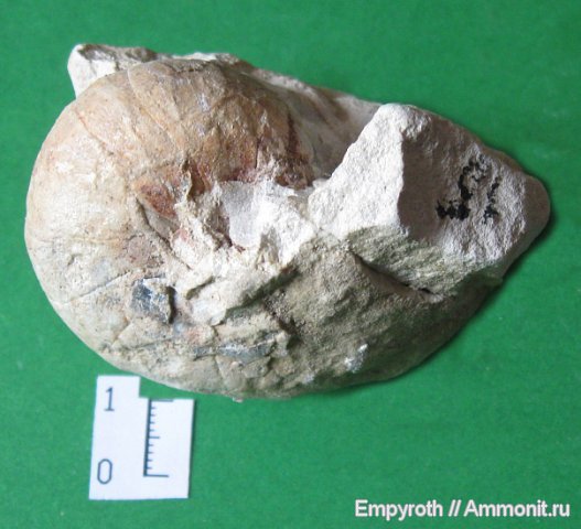 наутилоидеи, Крым