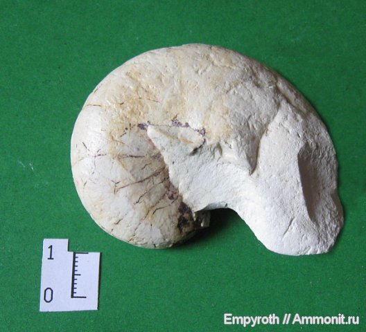 наутилоидеи, Крым