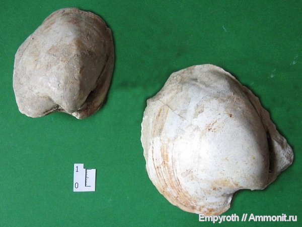 двустворчатые моллюски, Крым, село Малиновка