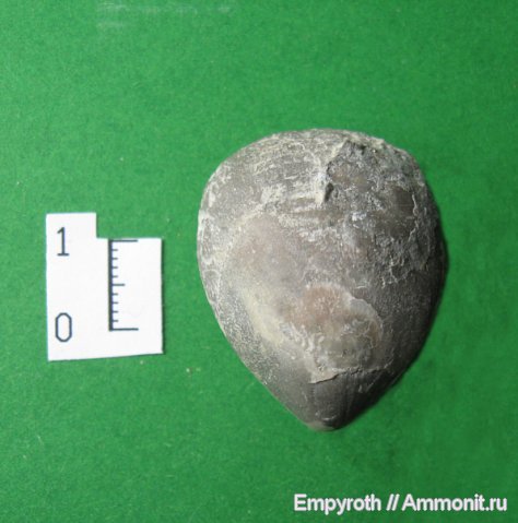 брахиоподы, Крым