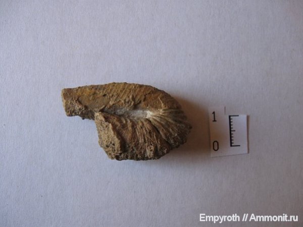 аммониты, Крым, баррем, Ammonites, Barremian