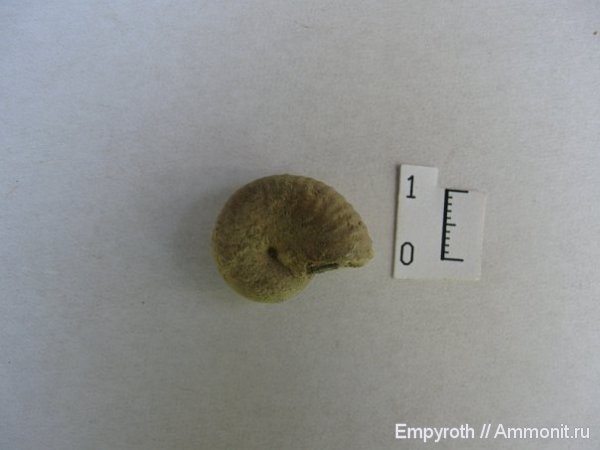 Крым, баррем, Barremian