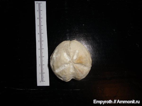 морские ежи, палеоген, Крым