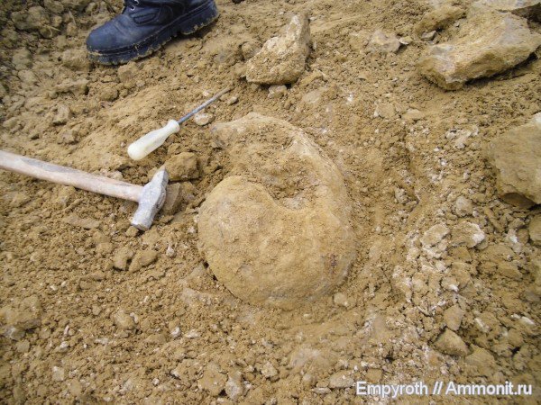 наутилусы, Крым, готерив, Cymatoceras, fossil hunting, Hauterivian, нижний готерив